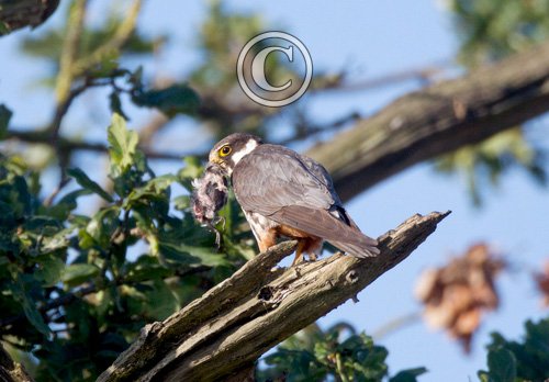 Hobby with Prey DM1532